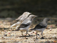 噪林鳥／灰背椋鳥 White-shouldered Starling Sturnus sinensis