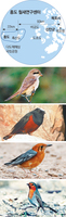 홍도 철새연구센터 연구원들이 발견한 국내 미기록종인 붉은등때까치 흰머리바위딱새 귤빛지빠귀 꼬까울새(위부터). 사진 철새연구센터