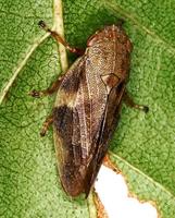 Aphrophora alni - European Alder Spittle Bug