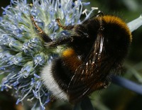 Bombus terrestris - Buff-tailed Bumblebee