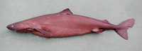 Somniosus rostratus, Little sleeper shark: fisheries