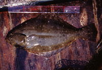 Paralichthys olivaceus, Bastard halibut: fisheries, aquaculture