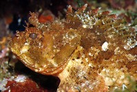 Scorpaena porcus, Black scorpionfish: fisheries, aquarium