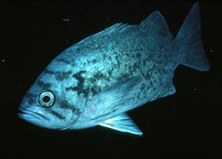 Sebastes mystinus, Blue rockfish: gamefish, aquarium