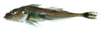 Icelus spiniger, Thorny sculpin: fisheries