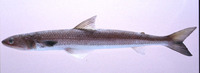 Saurida elongata, Slender lizardfish: fisheries