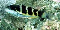 Thalassoma jansenii, Jansen's wrasse: aquarium