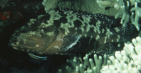 Epinephelus polyphekadion, Camouflage grouper: fisheries, aquaculture