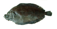 Mancopsetta maculata maculata, Antarctic armless flounder: