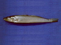 Sillago parvisquamis, Small-scale sillago: fisheries, aquaculture