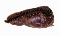 Aetapcus maculatus, Warty prowfish: