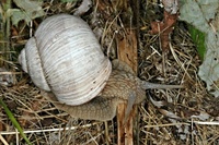 Helix pomatia - Roman Snail