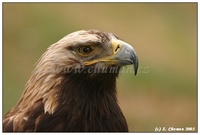 Aquila heliaca - Imperial Eagle