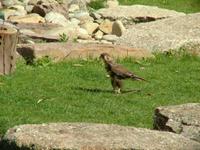 Falco berigora - Brown Falcon