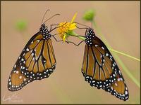 Image of: Danaus gilippus (queen butterfly)