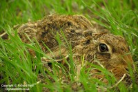 Lepus capensis - Cape Hare