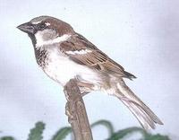Image of: Passer domesticus (house sparrow)