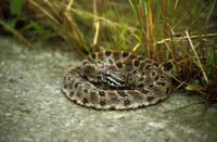 Image of: Sistrurus miliarius (pigmy rattlesnake)