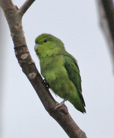 Mexican Parrotlet - Forpus cyanopygius