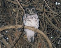 White-browed Owl - Ninox superciliaris