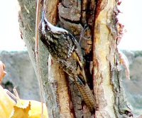 Bar-tailed Treecreeper - Certhia himalayana