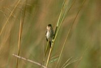 Capped Seedeater - Sporophila bouvreuil