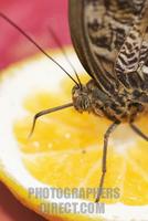 Owl Butterfly Caligo species feeding on cut fruit orange Native to Central South America stock p...