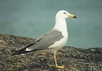 괭이갈매기 Black-Tailed Gull Larus crassirostris