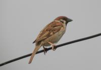 Tree Sparrow Passer montanus 참새