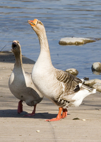 : Anser hybrid; Farmyard Goose