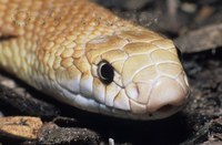 : Pseudonaja guttata; Speckled Brown Snake