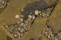 : Anthopleura elegantissima; Aggregated anemone