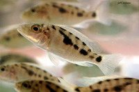 Stigmatochromis woodi, : aquarium
