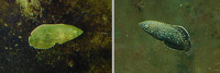 Anampses caeruleopunctatus, Bluespotted wrasse: fisheries, aquarium