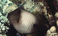 Amanses scopas, Broom filefish: fisheries