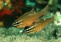 Apogon moluccensis, Moluccan cardinalfish: