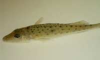 Gymnocephalus acerinus, Donets ruffe: fisheries