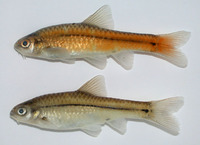 Barbus viviparus, Bowstripe barb: aquarium