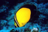 Chaetodon melapterus, Arabian butterflyfish: aquarium