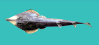 Rhinobatos formosensis, Taiwan guitarfish:
