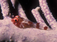 Acyrtus rubiginosus, Red clingfish: