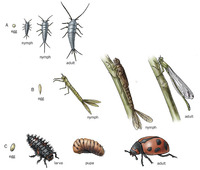 Image of: Insecta (insects)