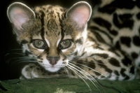 Leopardus wiedii - Margay