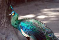 Image of: Pavo muticus (green peafowl)