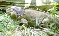 Image of: Cyclura cornuta (horned ground iguana)