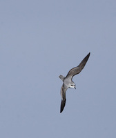Soft-plumaged Petrel (Pterodroma mollis) photo
