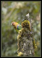 Rusty-faced Parrot - Hapalopsittaca amazonina