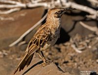Hood Mockingbird - Nesomimus macdonaldi