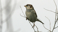 Spanish Sparrow - Passer hispaniolensis