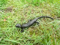 : Salamandra lanzai; Lanza's Alpine Salamander; Salamandra Di Lanza